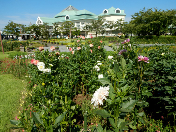 ダリアの見頃は10月から 新潟ふるさと村