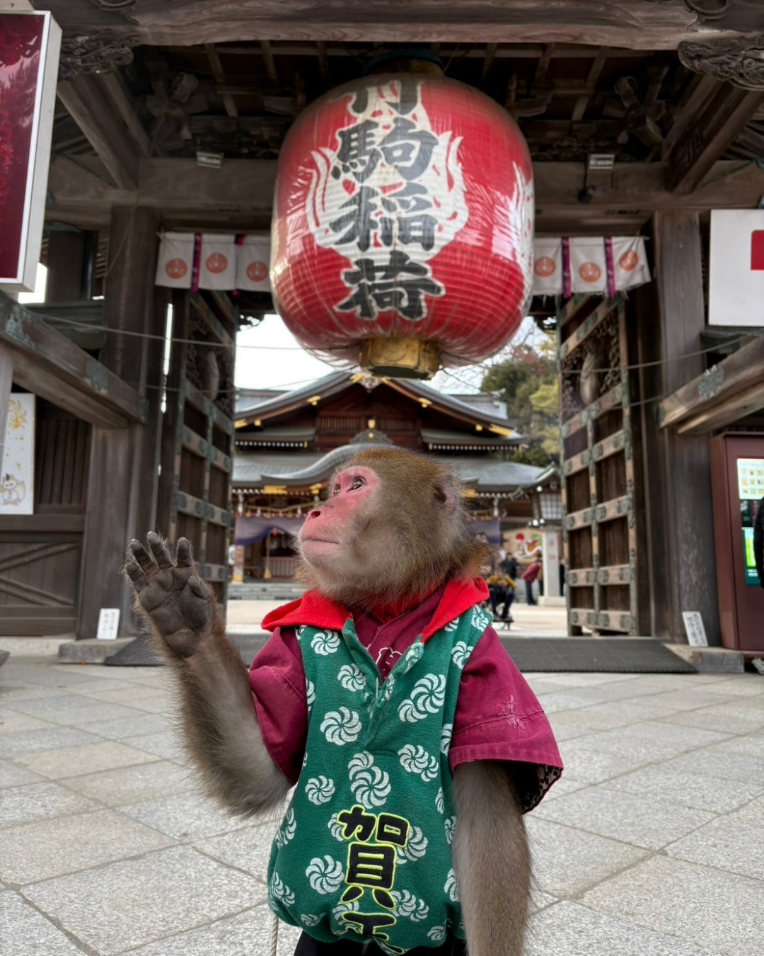 伝統芸能 猿まわしパフォーマンス
