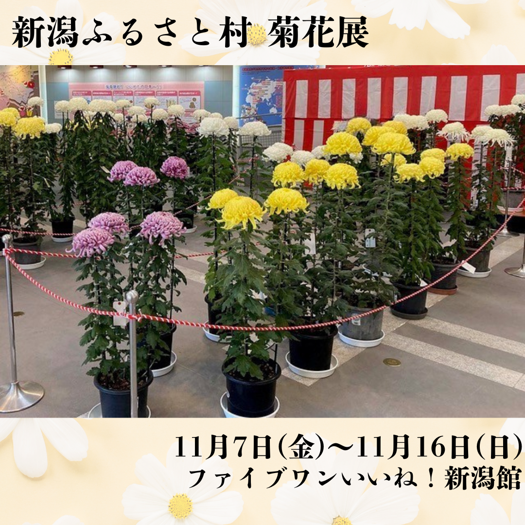 新潟ふるさと村　菊花展