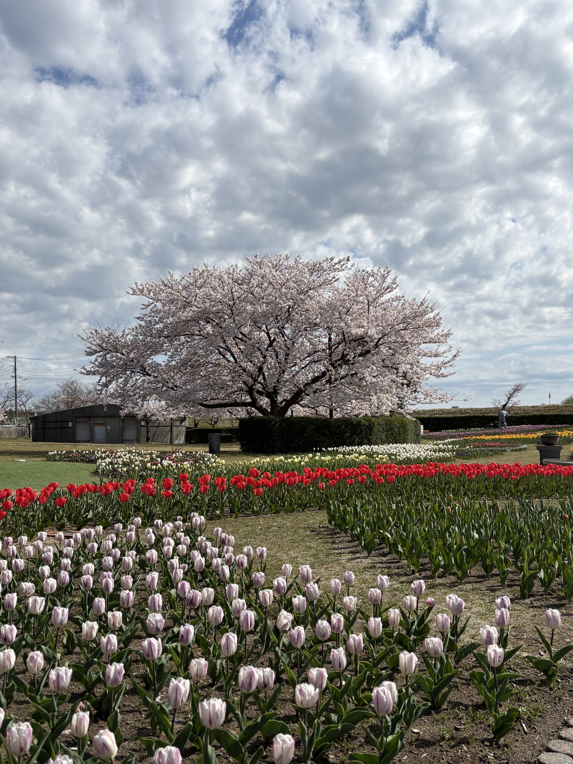 チューリップフェスティバル