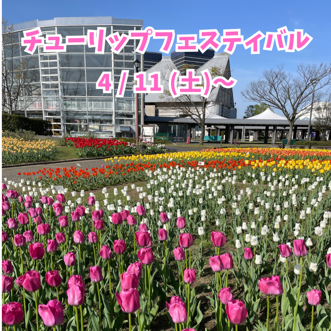 チューリップフェスティバル